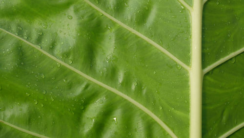 Full frame shot of raindrops on green leaves