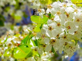 Close-up of white flowering plant