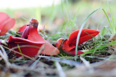 Close-up of plant growing on field