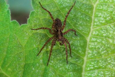 Close-up of spider on leaf