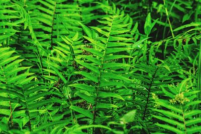 Close-up of fern leaves