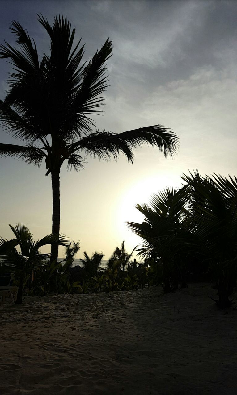 palm tree, tree, tranquility, tranquil scene, nature, scenics, beauty in nature, growth, sunset, sky, beach, sand, outdoors, no people, tree trunk, silhouette, landscape, sea, day