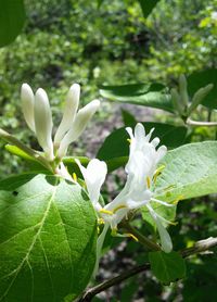 Close-up of fresh white flowers