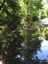 Scenic view of lake in forest