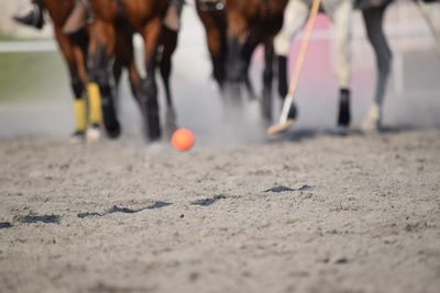 Low section of horses running on sand at beach