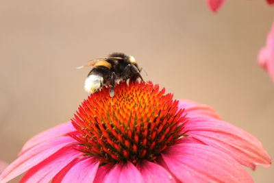 Close-up of bee pollinating flower