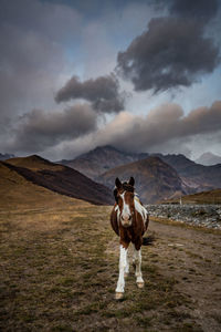 Full length of a horse on landscape