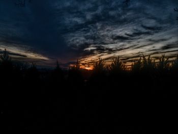 Silhouette of trees against dramatic sky