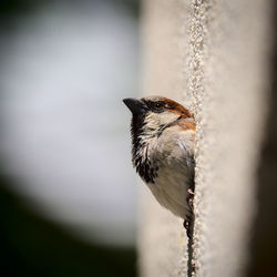 Close-up of bird perching on wall