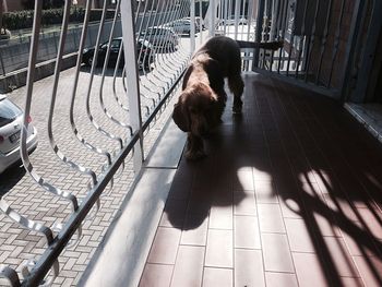 Dog walking in balcony