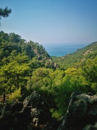 Scenic view of trees against clear sky