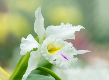 Close-up of white flowering plant