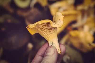 Close-up of hand holding mushroom