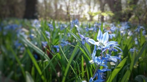 Close-up of blue crocus blooming outdoors