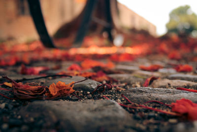 Close-up of autumn leaves on ground