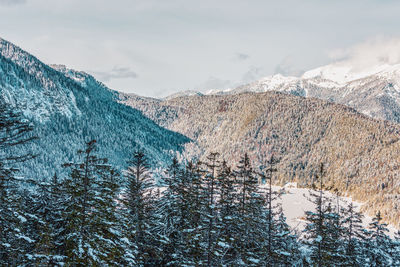 Pine trees on snowcapped mountains against sky