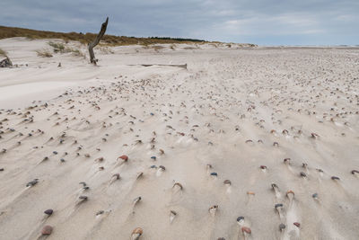 Baltic sea. poland