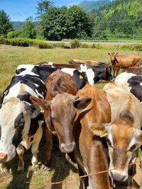 Cows grazing in field