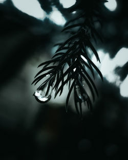 Close-up of raindrops on pine tree