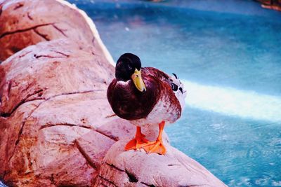 Duck perching on rock by lake