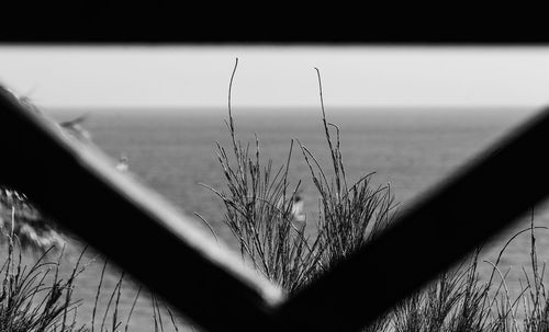 Close-up of grass by sea against sky
