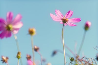 Close-up of pink cosmos flowers on field