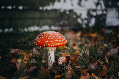 Fly agaric mushrooms growing on field