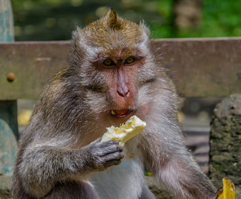 Monkey eating food outdoors