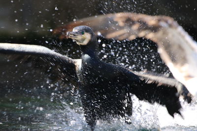Cormorant flying over water