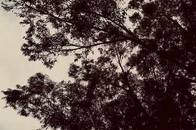 Low angle view of silhouette tree against sky