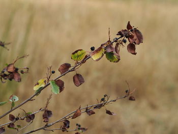 Close-up of wilted plant