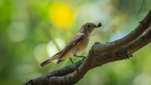 Close-up of bird perching on branch