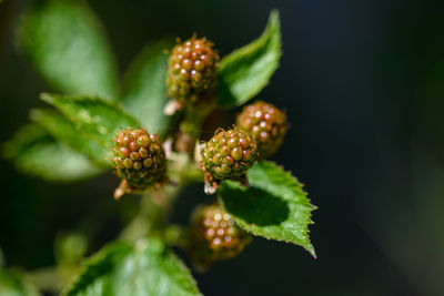 Close view of a blackberry plant with some still unripe fruits.