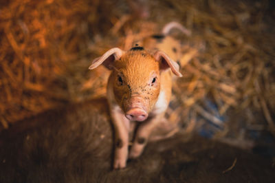 Close-up of pig on field