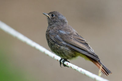 Close-up of bird perching on metal