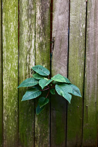 Close-up of green leaves on tree trunk in forest