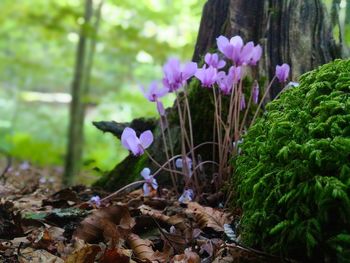 Close-up of flowers blooming outdoors