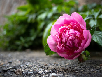 Close-up of pink rose