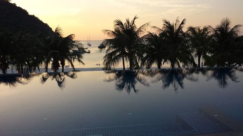 Palm trees by sea against sky during sunset