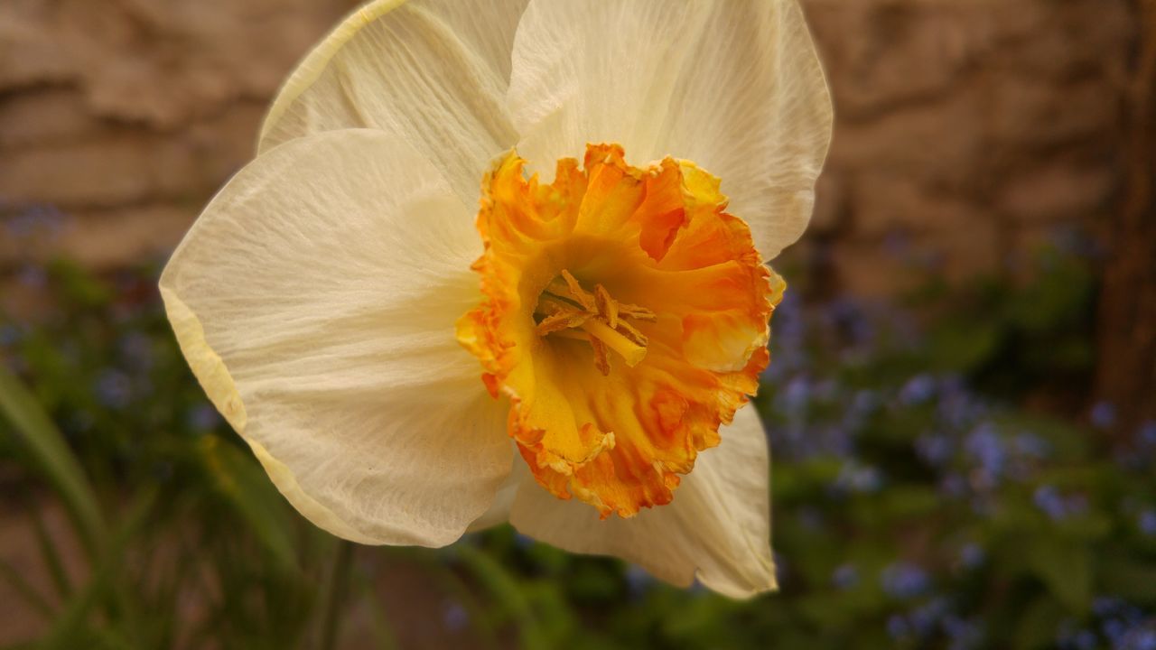 flower, petal, flower head, fragility, freshness, single flower, beauty in nature, growth, close-up, blooming, pollen, yellow, stamen, focus on foreground, nature, in bloom, plant, hibiscus, blossom, outdoors