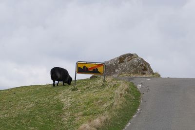 Black sheep grazing on grassy field by road against sky