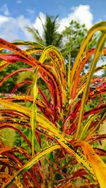 Close-up of plants growing on field