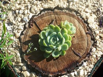 High angle view of cactus plant