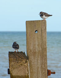 Seagull perching on wooden post by sea against sky