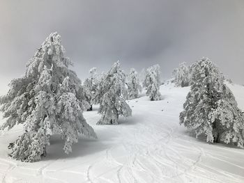 Close-up of snow covered trees against sky