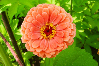 Close-up of orange flower