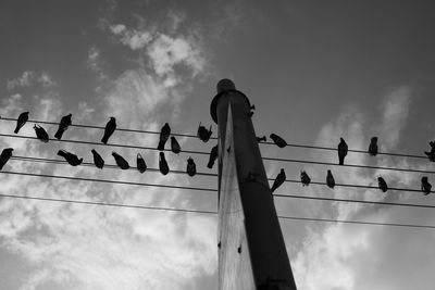 Low angle view of birds perching on cable against sky