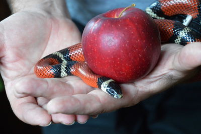 Close-up of hand holding strawberries