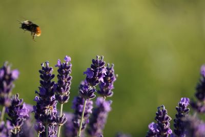 Close-up of bee pollinating on lavender