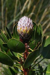 Close-up of berry on plant